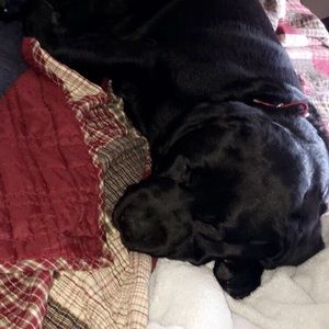 Meet your Posher, Lexi